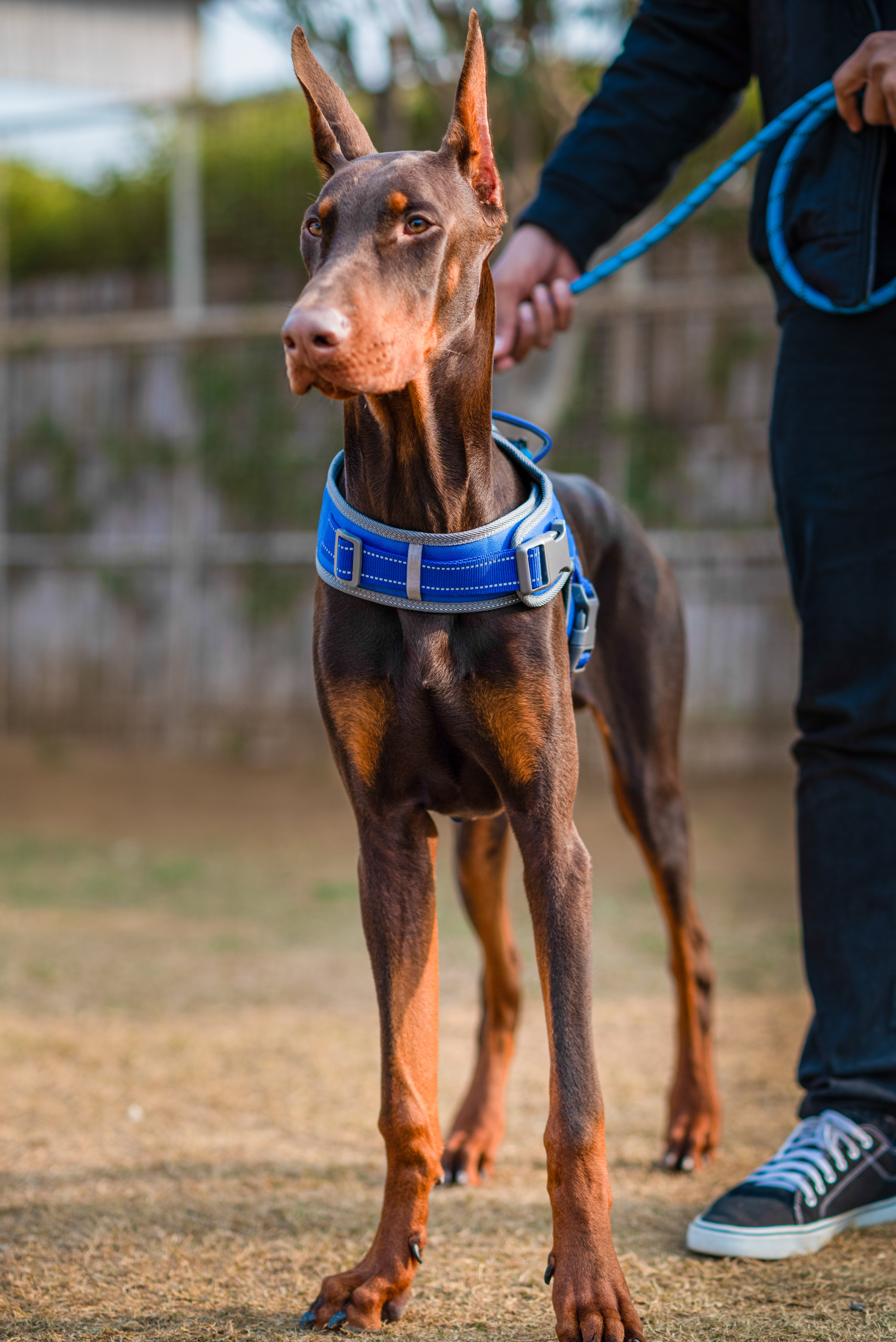 Dog Easy On Harness – huft Kuwait