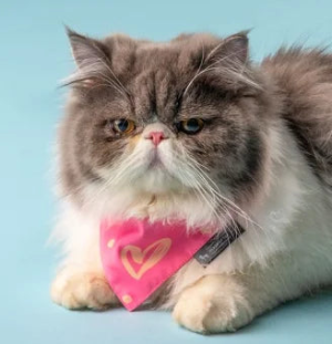 Cats Essentials